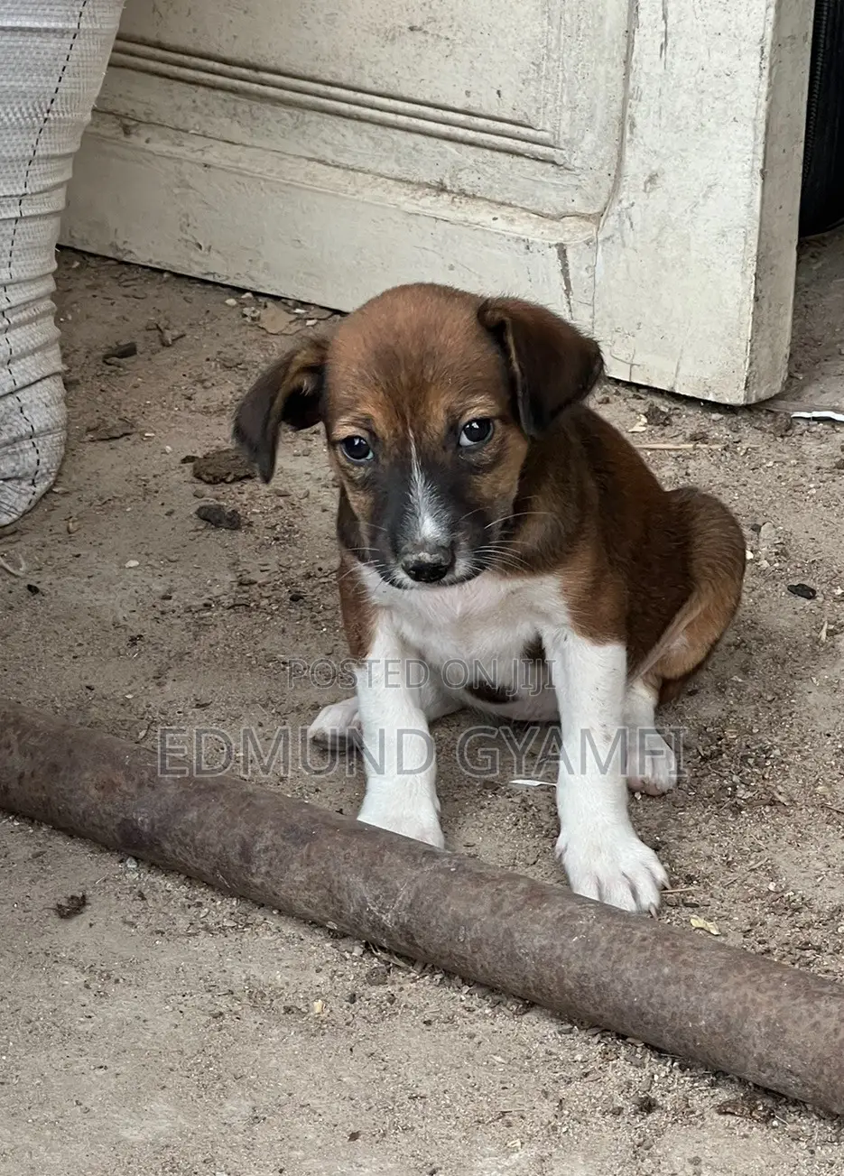1-3 months Female Purebred Mongrel (No Breed)