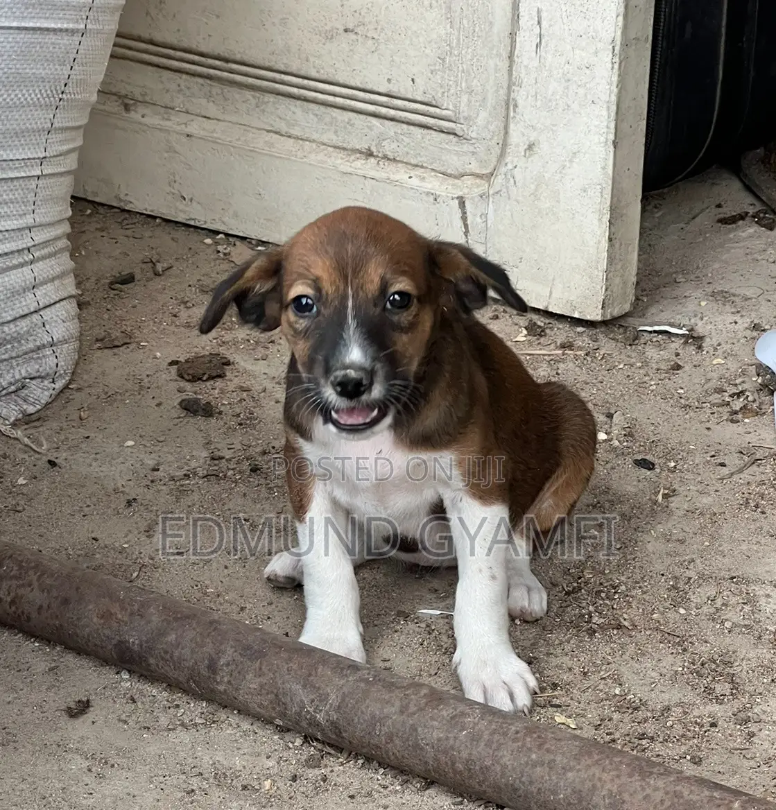 1-3 months Female Purebred Mongrel (No Breed)
