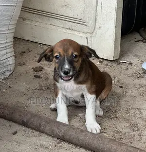 1-3 months Female Purebred Mongrel (No Breed)