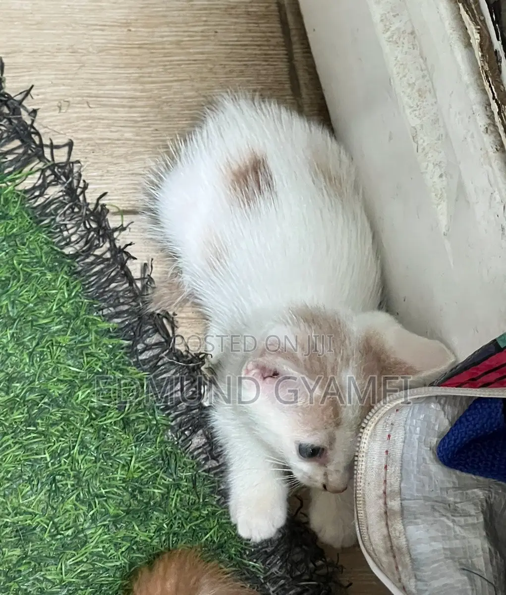 1-3 months Female Mixed Breed Mongrel (No Breed)