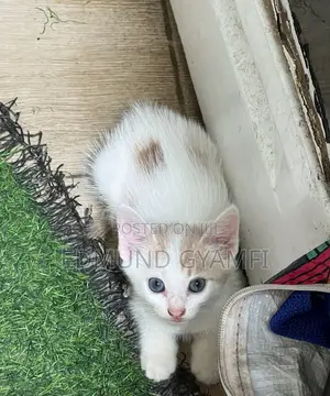 1-3 months Female Mixed Breed Mongrel (No Breed)