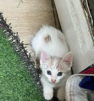 1-3 months Female Mixed Breed Mongrel (No Breed)