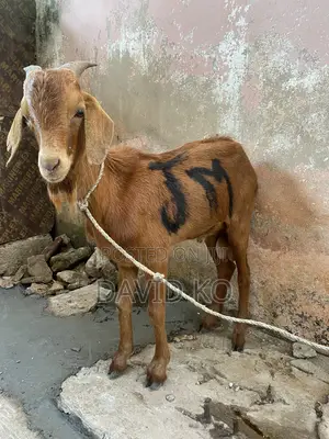 Matured Goats for Breeding and Meat Purposes