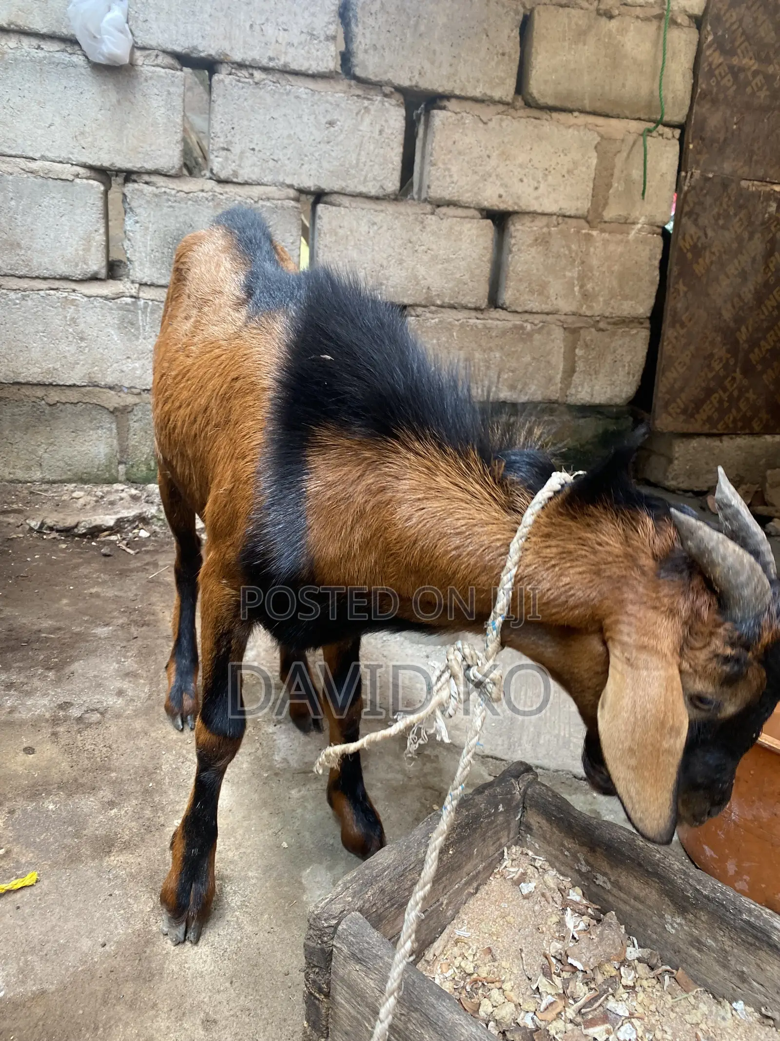 Matured Goats for Breeding and Meat Purposes