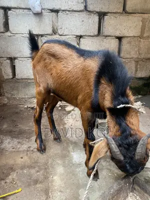 Matured Goats for Breeding and Meat Purposes