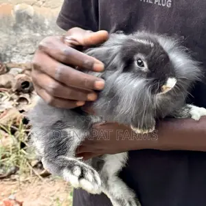 Pet Rabbits
