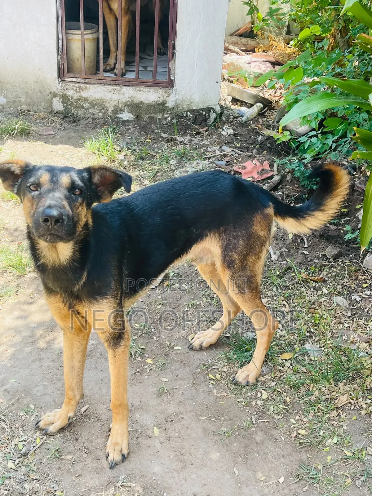6-12 months Male Mixed Breed German Shepherd