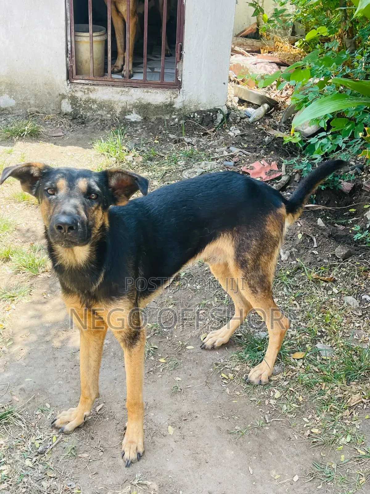 6-12 months Male Mixed Breed German Shepherd