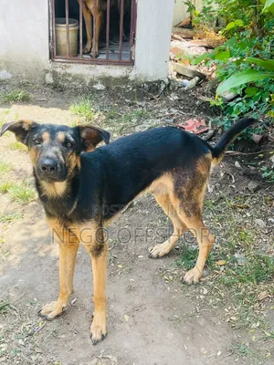 6-12 months Male Mixed Breed German Shepherd