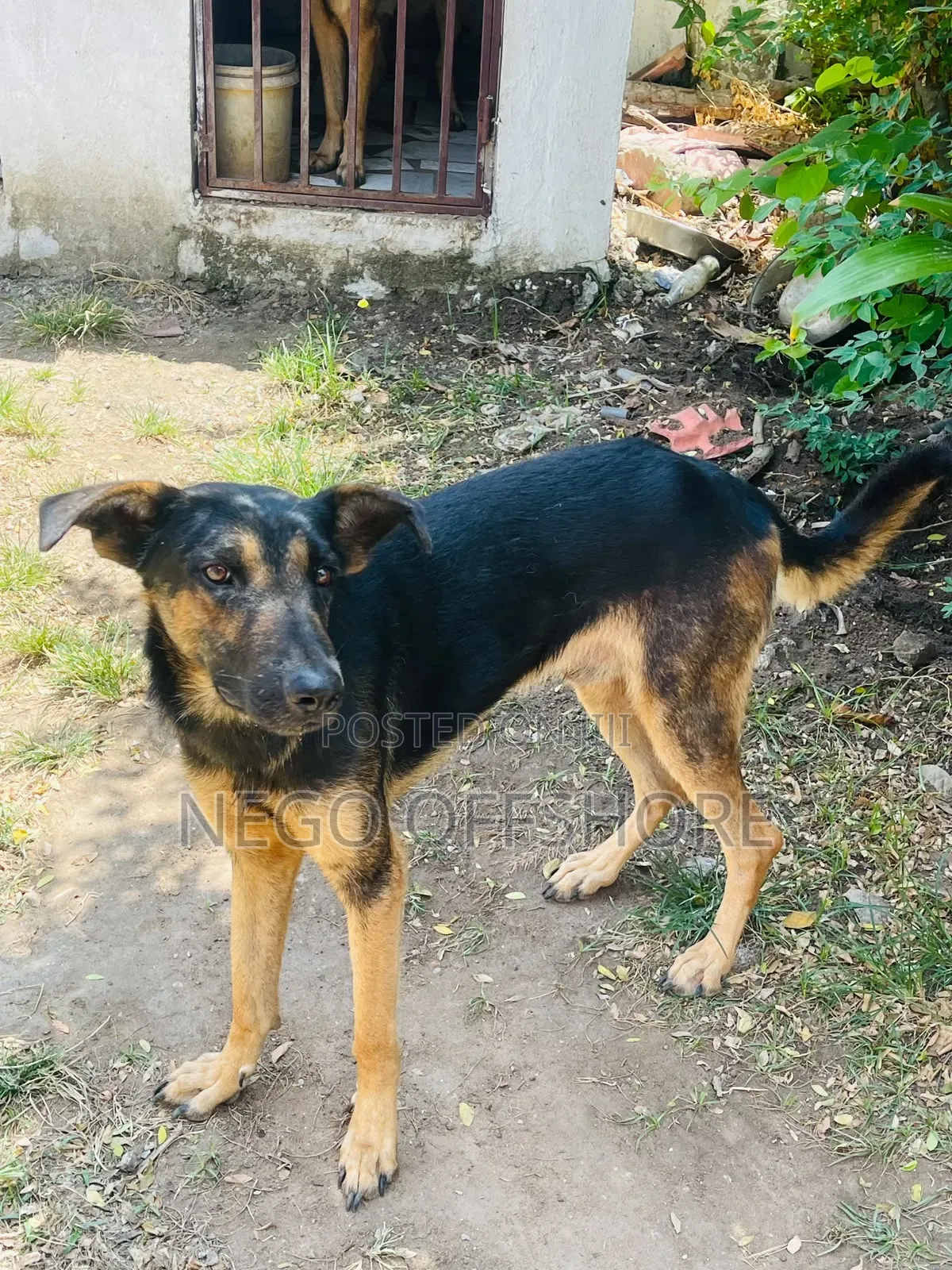 6-12 months Male Mixed Breed German Shepherd