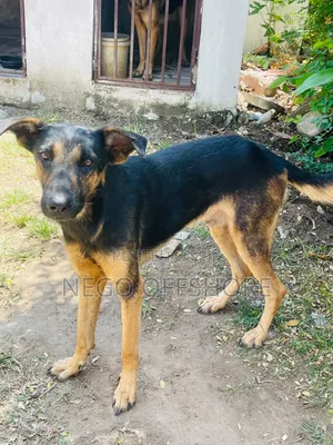 6-12 months Male Mixed Breed German Shepherd