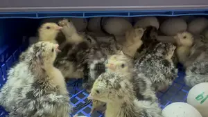 Day Old Hybrid Turkey Poults for Sale