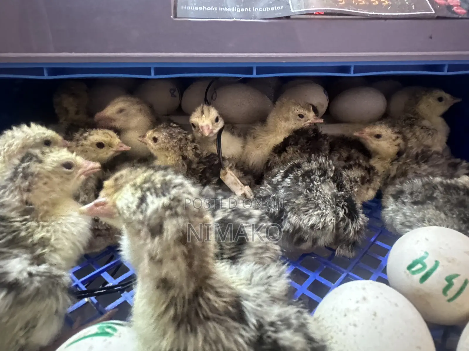 Day Old Hybrid Turkey Poults for Sale