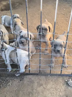 1-3 months Male Purebred Boerboel