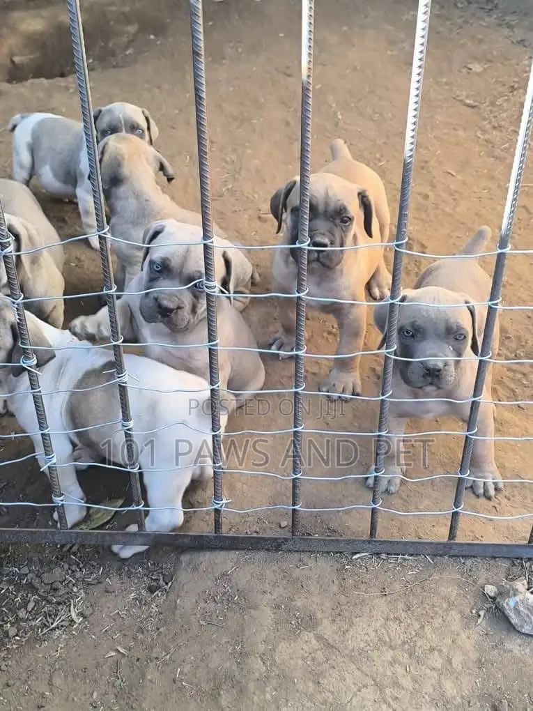 1-3 months Male Purebred Boerboel
