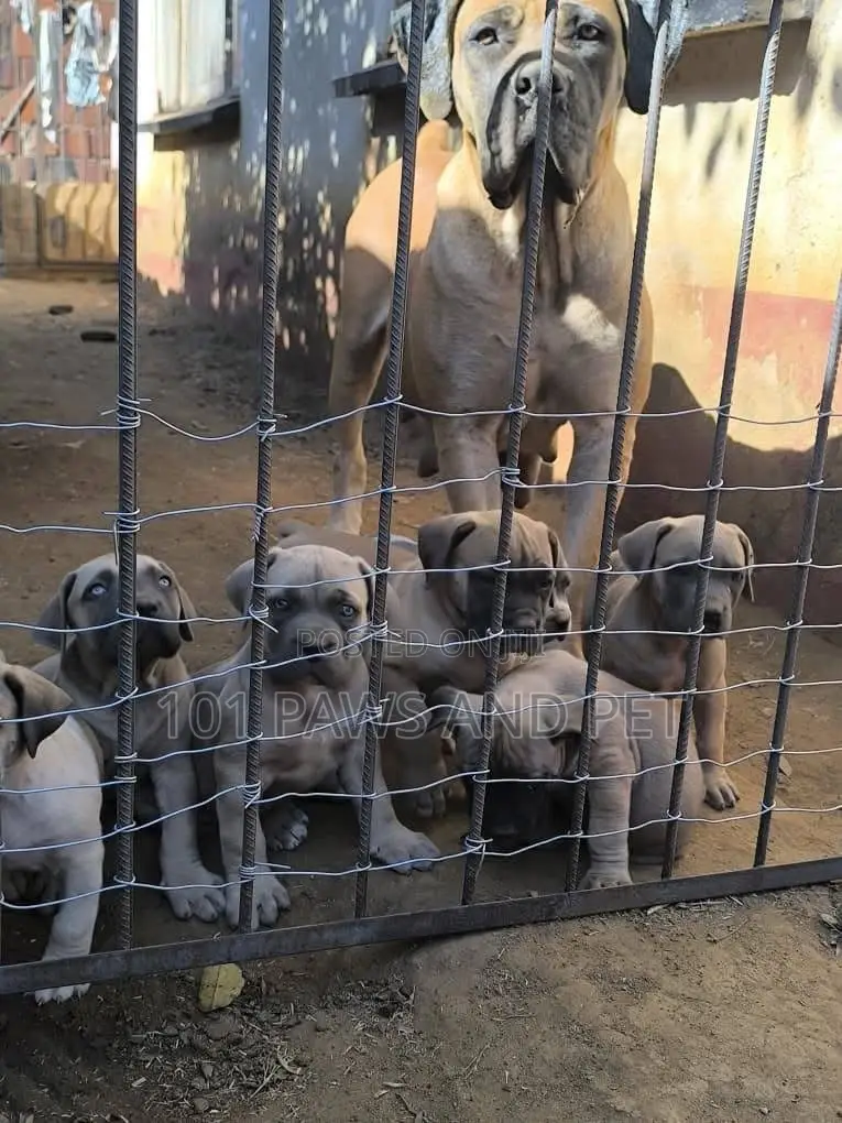 1-3 months Male Purebred Boerboel