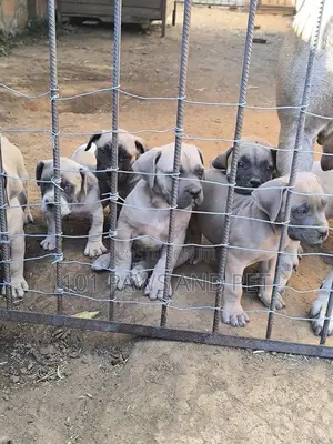 1-3 months Male Purebred Boerboel