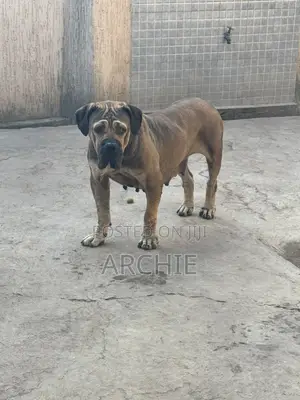 1+ year Female Purebred Boerboel