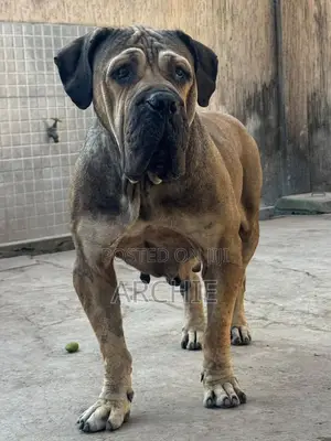 1+ year Female Purebred Boerboel