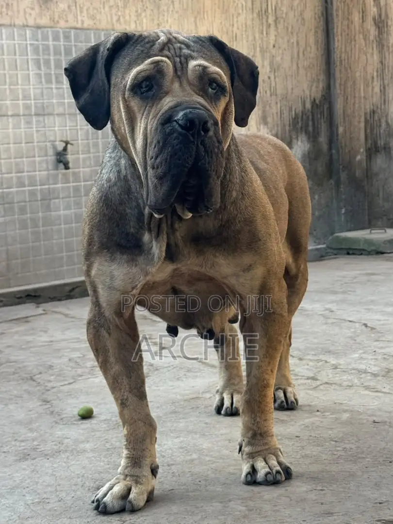 1+ year Female Purebred Boerboel
