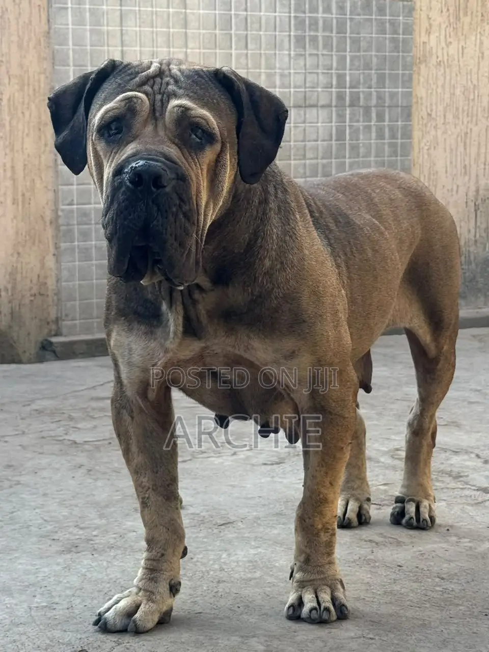 1+ year Female Purebred Boerboel