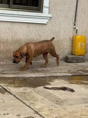 1+ year Female Purebred Boerboel