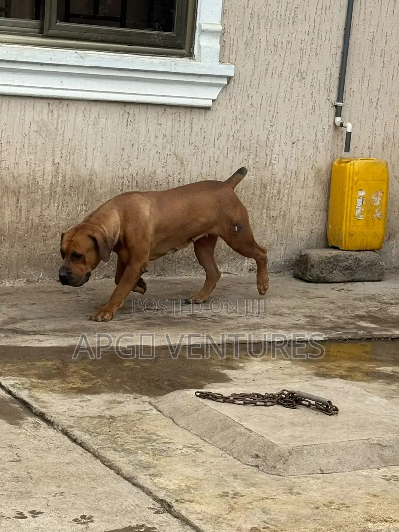 1+ year Female Purebred Boerboel