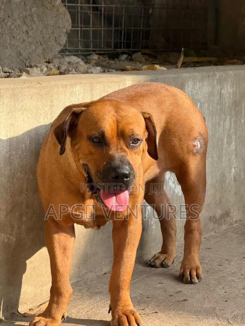 1+ year Female Purebred Boerboel