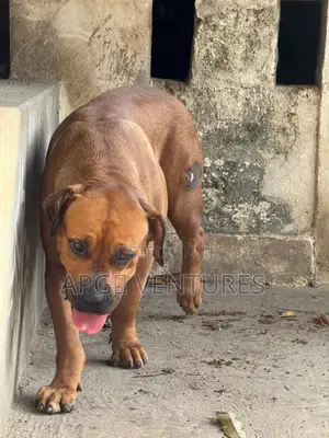1+ year Female Purebred Boerboel