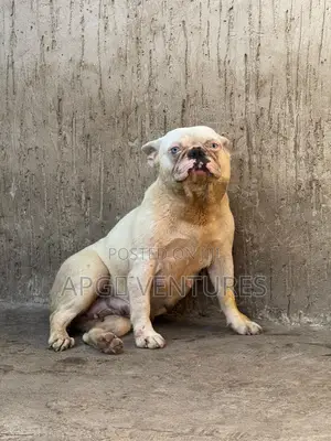 1+ year Female Purebred French Bulldog