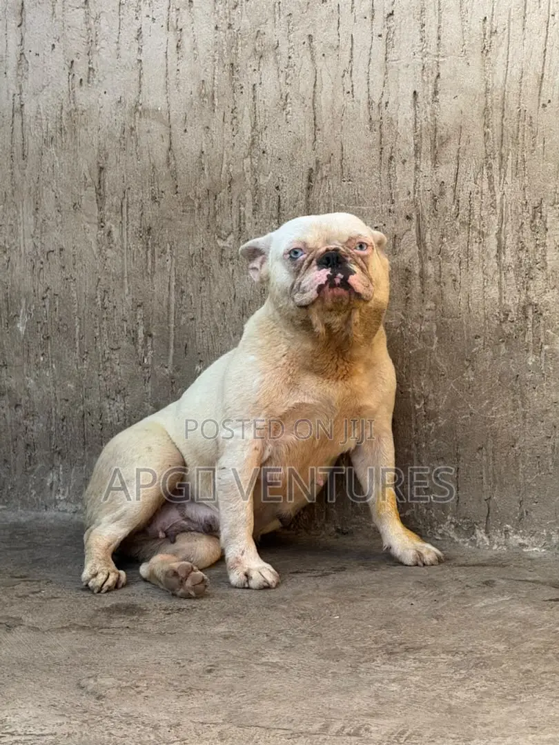 1+ year Female Purebred French Bulldog