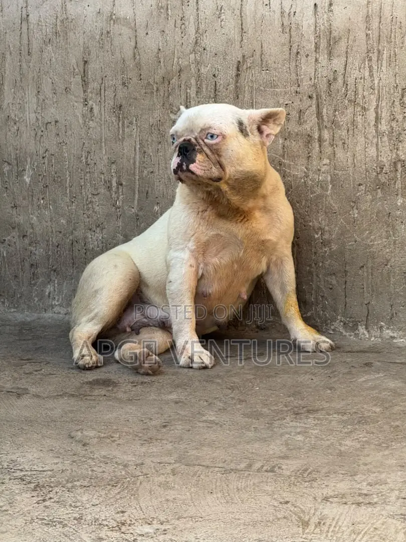 1+ year Female Purebred French Bulldog