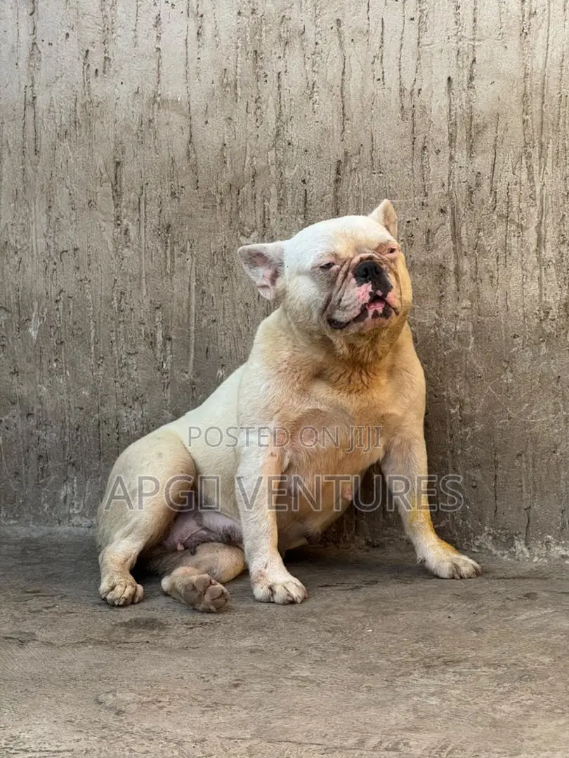 1+ year Female Purebred French Bulldog