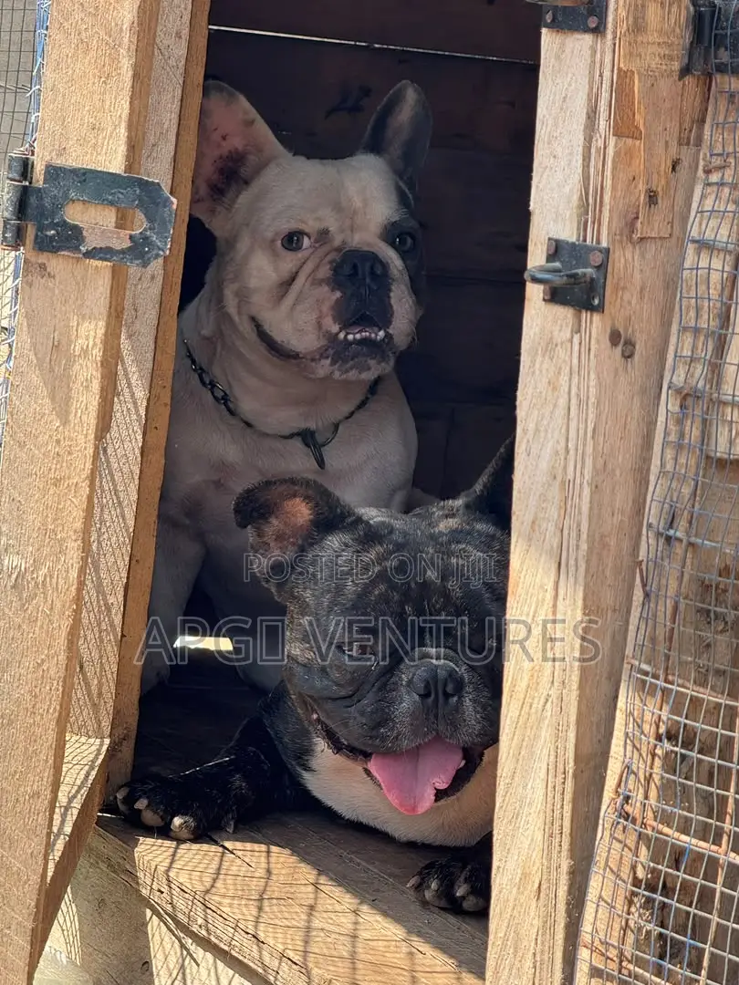 1+ year Male Purebred Bulldog