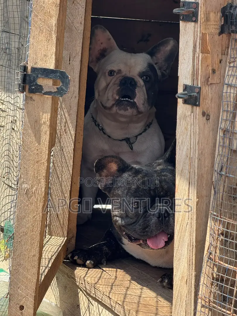 1+ year Male Purebred Bulldog