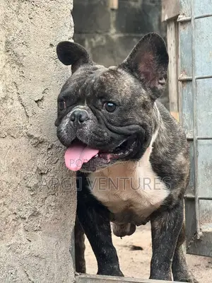 1+ year Male Purebred Bulldog