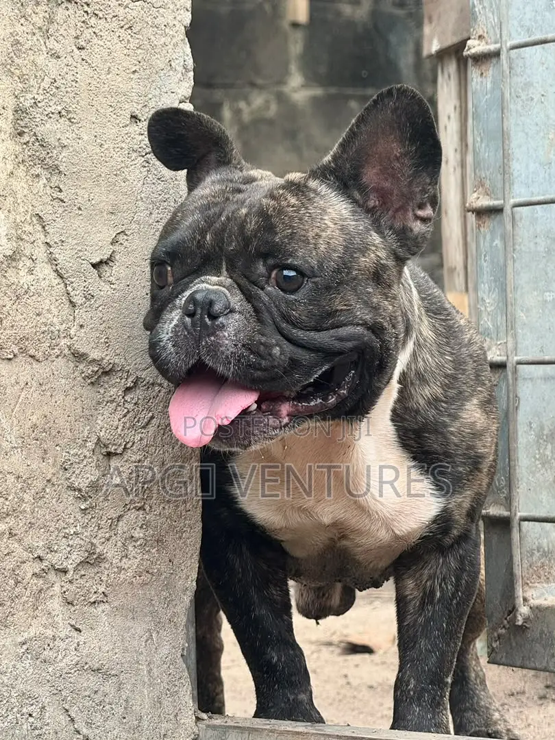 1+ year Male Purebred Bulldog