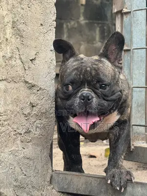 1+ year Male Purebred Bulldog