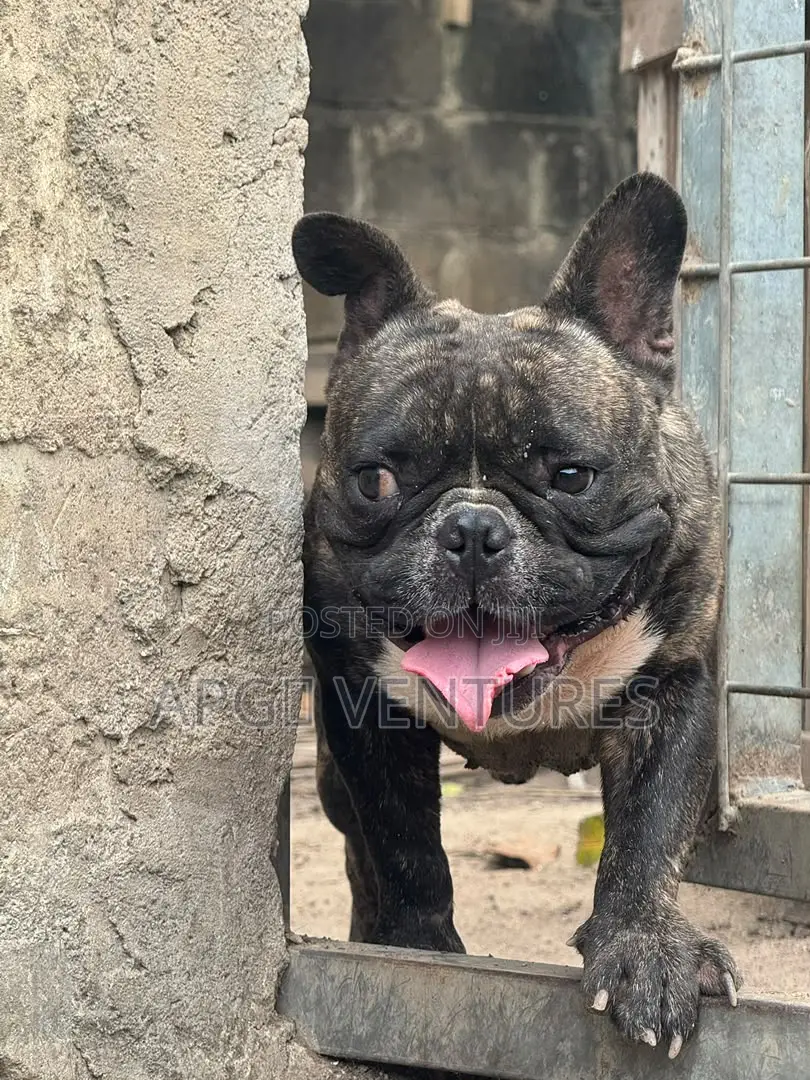 1+ year Male Purebred Bulldog