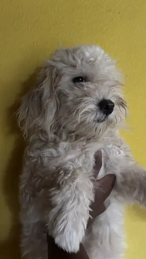 6-12 months Female Mixed Breed Maltese