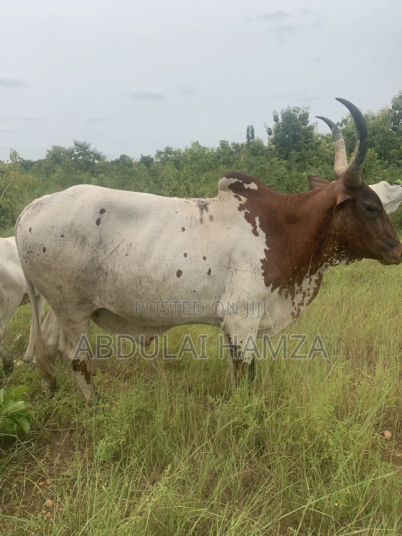 Healthy Cows Are for Sale