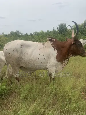 Healthy Cows Are for Sale