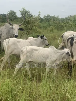 Healthy and Good Smell Cows