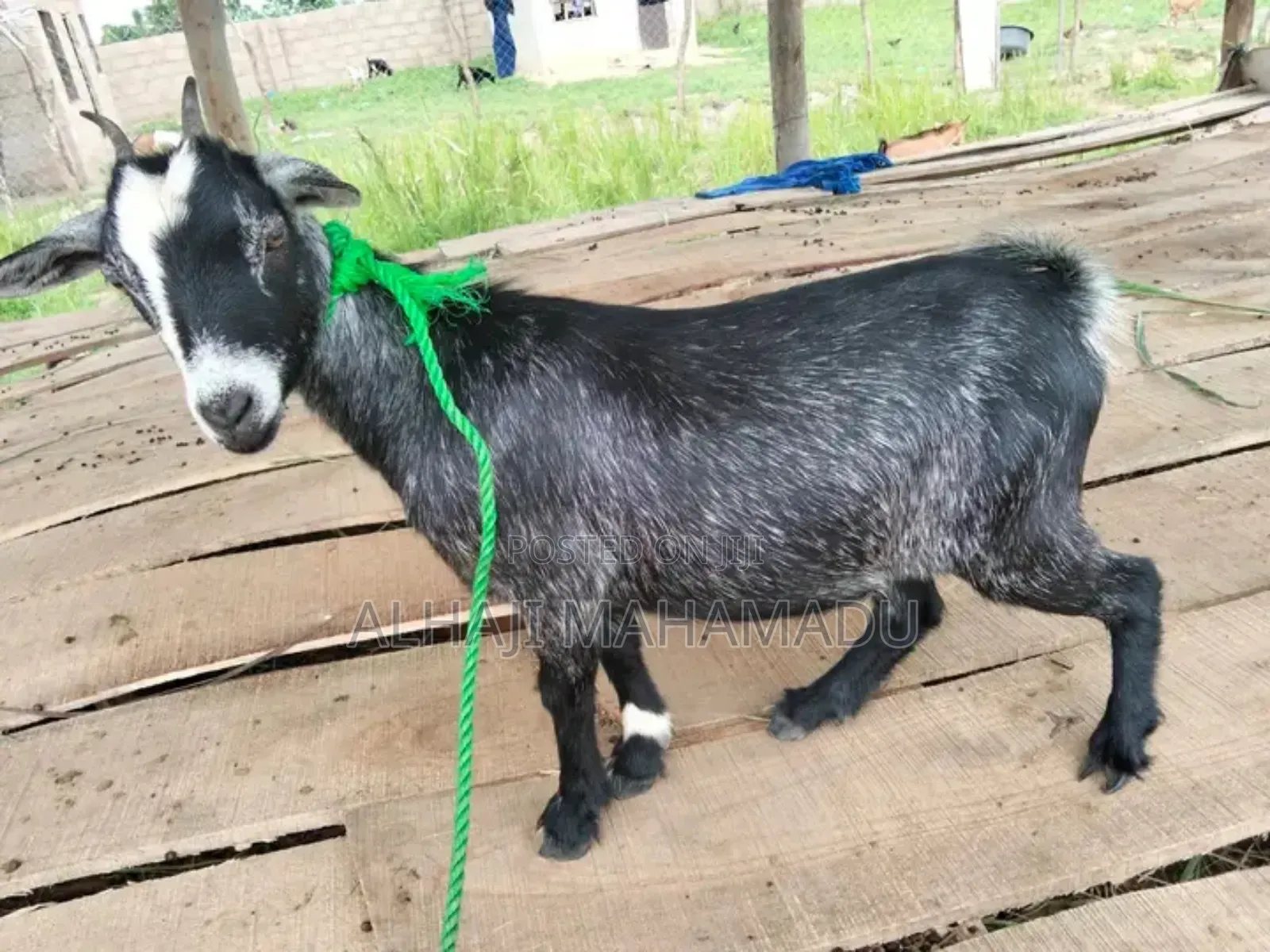 Nice Female Goat Seller