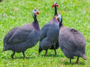 Guinea Fowls