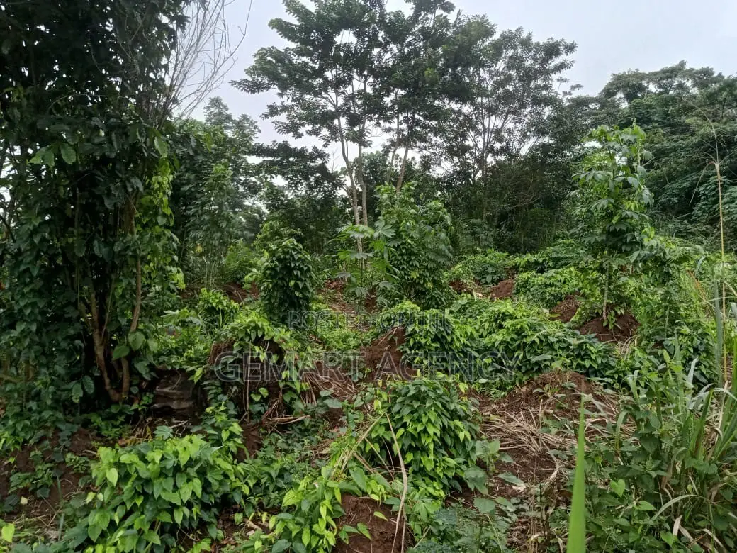 Plots of Land for Sale – Aburi Kitase