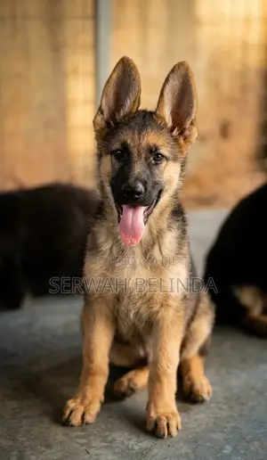 1-3 months Female Purebred German Shepherd