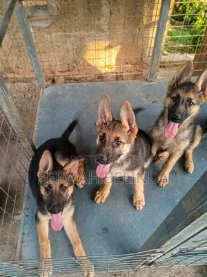 1-3 months Female Purebred German Shepherd