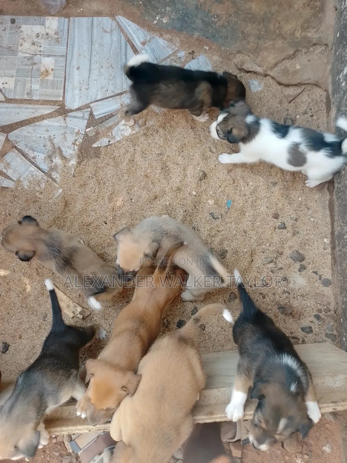 1-3 months Male Mixed Breed American Pit Bull Terrier