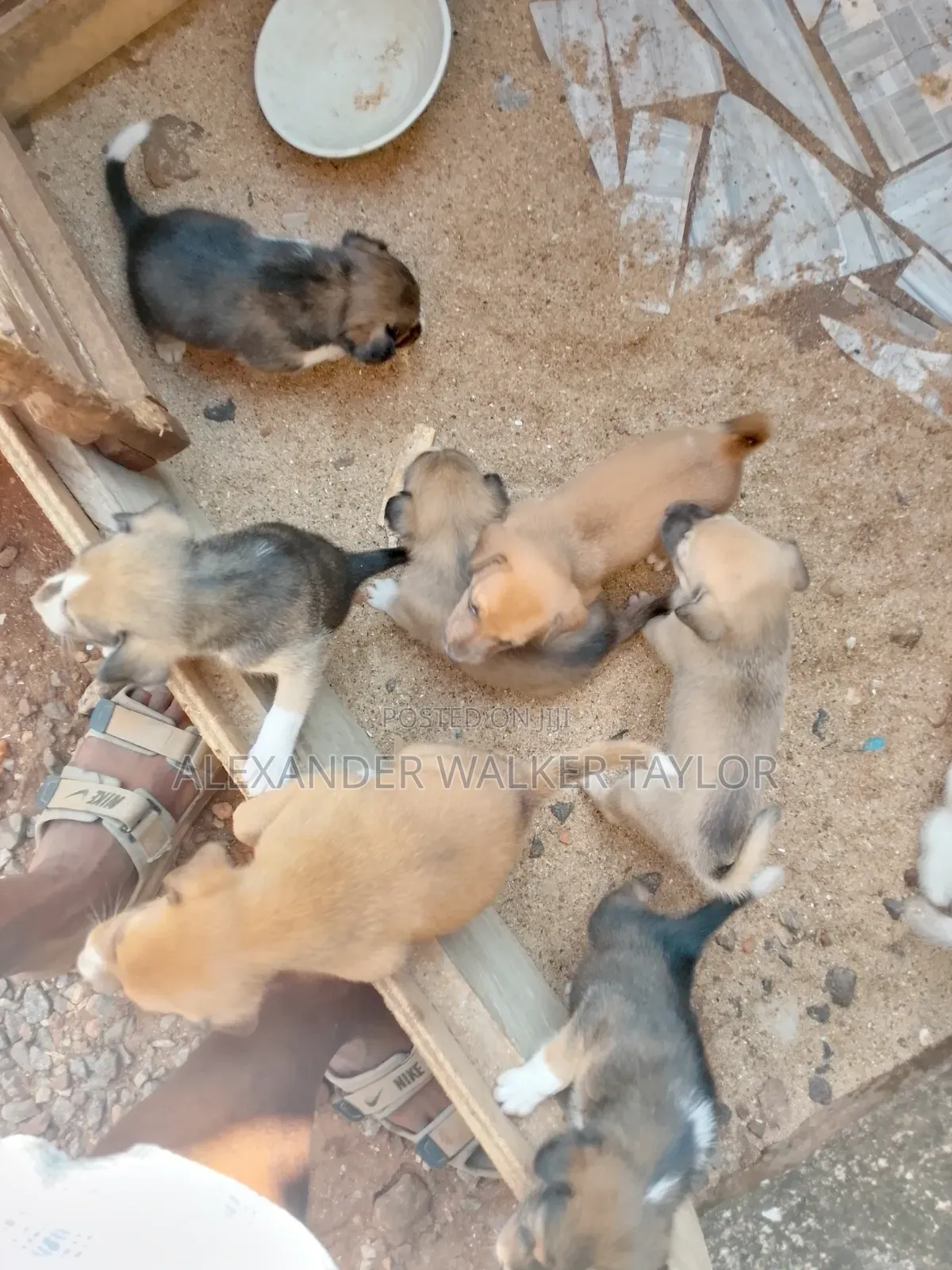 1-3 months Male Mixed Breed American Pit Bull Terrier